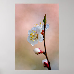 Poster Fleur d'abricot japonaise parfaite