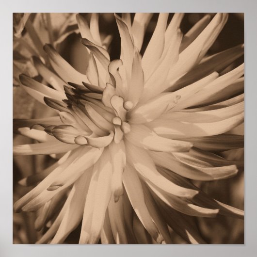 Poster Fleur Dahlia Gros Plan En Sepia Vintage (Devant)