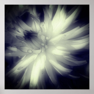 Poster Fleur Dahlia Noir Et Blanc Haut Contraste
