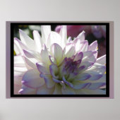 Poster Fleur Dahlia Violet Blanc (Devant)
