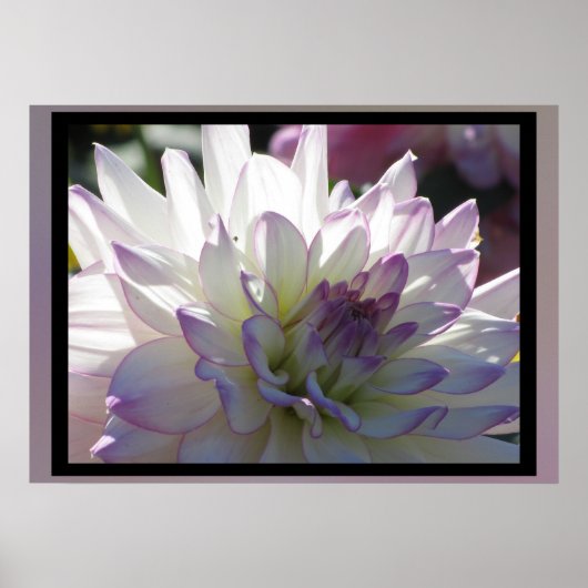 Poster Fleur Dahlia Violet Blanc (Devant)
