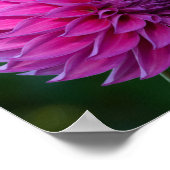 Poster Fleur dahlia violette (Coin)
