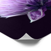 Poster Fleur d'ail oignon violet en gros plan (Coin)