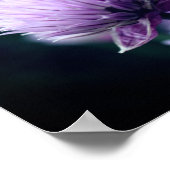 Poster Fleur d'ail oignon violet en gros plan (Coin)