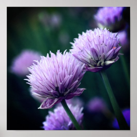 Poster Fleur d'ail oignon violet en gros plan (Devant)