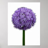 Poster Fleur d'Allium pourpre sur fond blanc (Devant)
