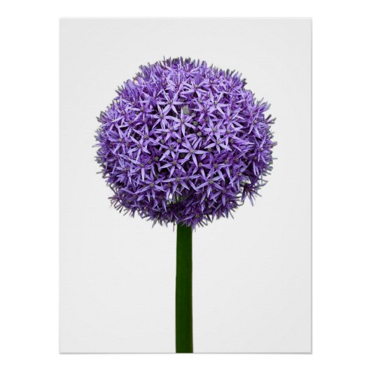 Poster Fleur d'Allium pourpre sur fond blanc (Devant)