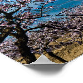 Poster Fleur d'amande 3 (Coin)