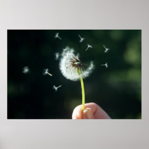 Poster Fleur Dandelion