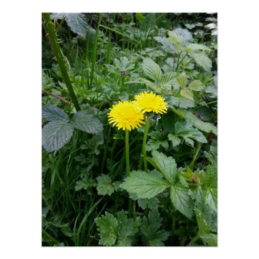 Poster Fleur Dandelion (Devant)