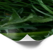 Poster Fleur Dandelion (Coin)