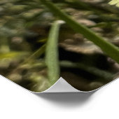 Poster Fleur Dandelion (Coin)