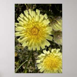 Poster Fleur Dandelion
