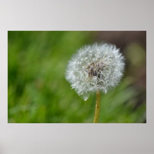 Poster Fleur Dandelion (Devant)