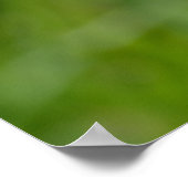 Poster Fleur Dandelion (Coin)