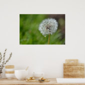 Poster Fleur Dandelion (Cuisine)