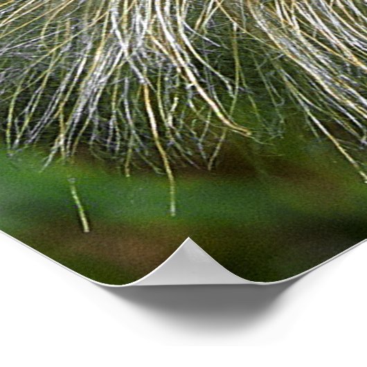 Poster Fleur Dandelion (Coin)