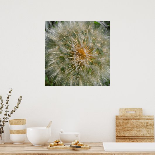 Poster Fleur Dandelion (Cuisine)