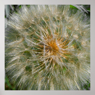 Poster Fleur Dandelion