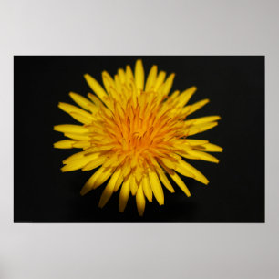 Poster Fleur Dandelion wapcn