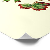 Poster Fleur d'anémone étoile vintage (Coin)