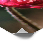 Poster Fleur Dans Sun Inner Peace Citation Inspiration (Coin)