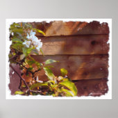 Poster Fleur d'Apple (Devant)