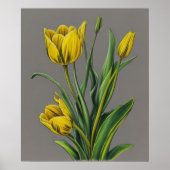 Poster Fleur d'aquarelle de Tulipe jaune (Devant)