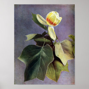 Poster Fleur d'arbre de tulipe