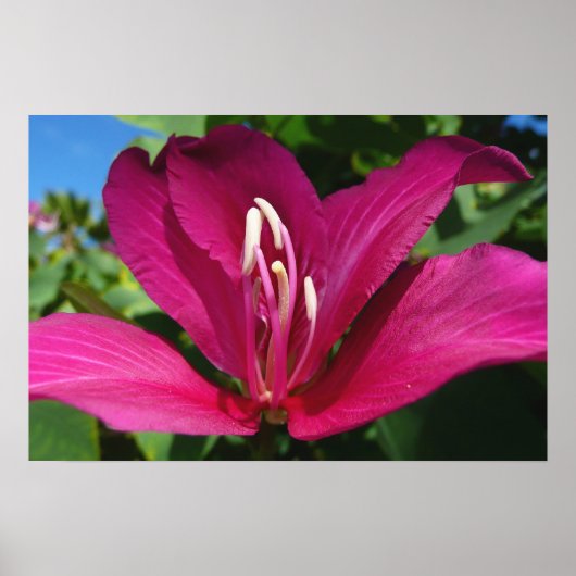 Poster Fleur d'arbre orchidée florale tropicale (Devant)