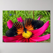Poster fleur d'aster mexicain avec une Doris Longwing  (Devant)