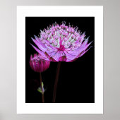Poster Fleur d'Astrantia rose sur fond floral noir (Devant)
