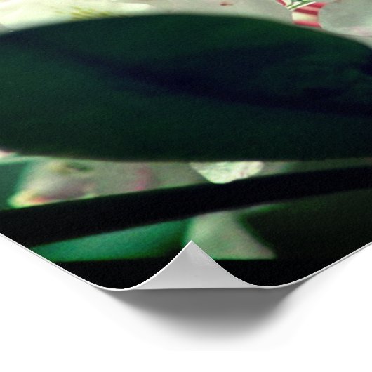 Poster Fleur d'Azalea Blanc Avec Raindrops (Coin)