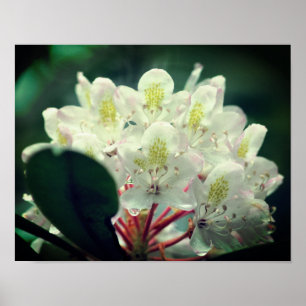 Poster Fleur d'Azalea Blanc Avec Raindrops