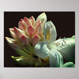 Poster Fleur D'Azalée Blanche Et Bufs