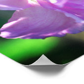 Poster Fleur d'azalée rose (Coin)