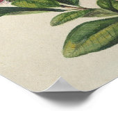 Poster Fleur de Arbuste Vintage (Coin)