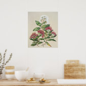Poster Fleur de Arbuste Vintage (Cuisine)