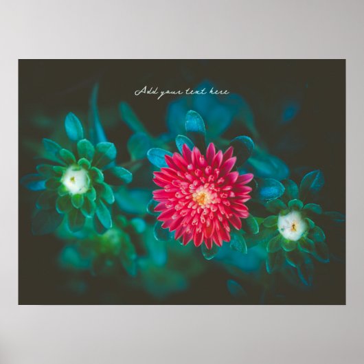 Poster Fleur de aster rouge (Devant)