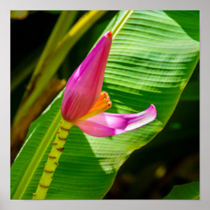 Poster Fleur de banane, jardins de Limahuli, verticale de