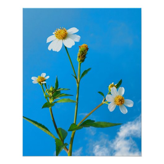 Poster Fleur de Bidens pilosa (Devant)