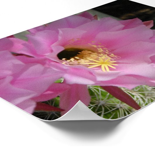 Poster Fleur de cactus (Coin)