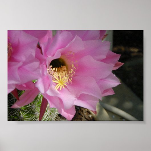 Poster Fleur de cactus (Devant)
