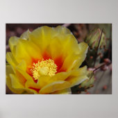 Poster fleur de cactus (Devant)