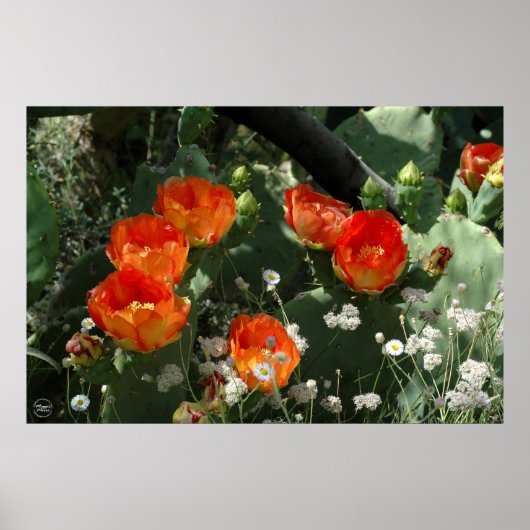 Poster Fleur de cactus à poires orange (Devant)