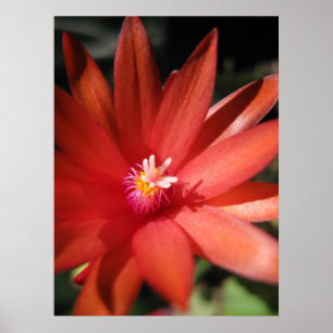 Poster Fleur de cactus de Noël rouge