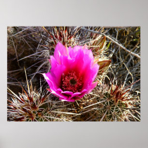 Poster Fleur de cactus en fleurs (figuier de Barbarie)
