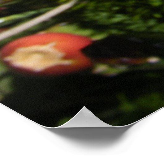 Poster Fleur de cactus en orange (Coin)