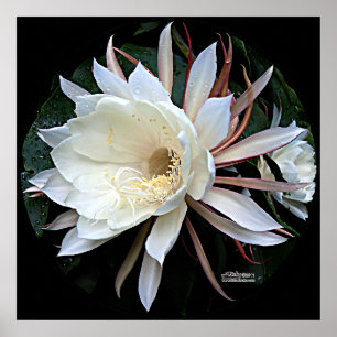 Poster Fleur de cactus épiphyte