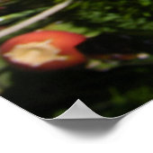 Poster Fleur de Cactus Fleurit en Orange (Coin)